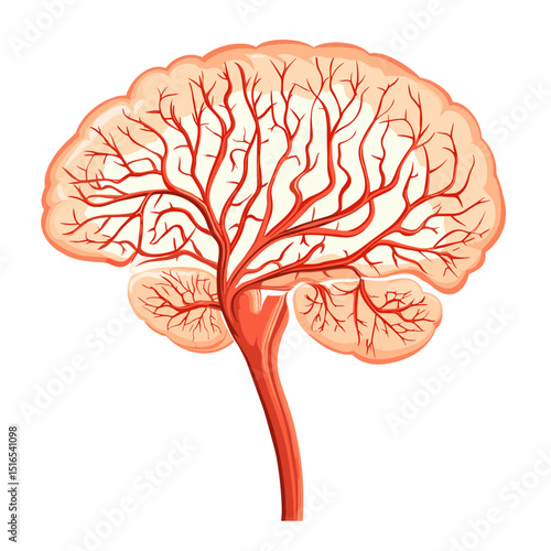 Detailed Anatomical Illustration of a Human Brain with Cerebral Arteries on White Background
