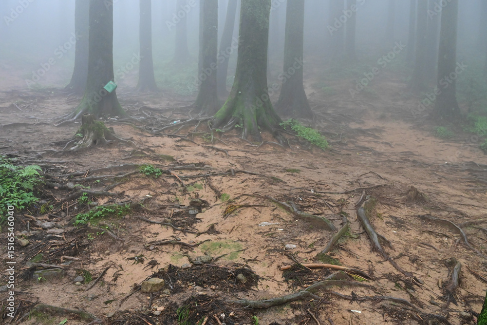 Tree roots at misty forest of famous pine tree, scientific name pinus, jungle of Lepchajagat, Darjeeling,West Bengal, India. Lush foliage of landscape scenery of Himalayas foggy monsoon weather. Tree roots at misty forest of famous pine tree, scientific name pinus, jungle of Lepchajagat, Darjeeling,West Bengal, India. Lush foliage of landscape scenery of Himalayas foggy monsoon weather.