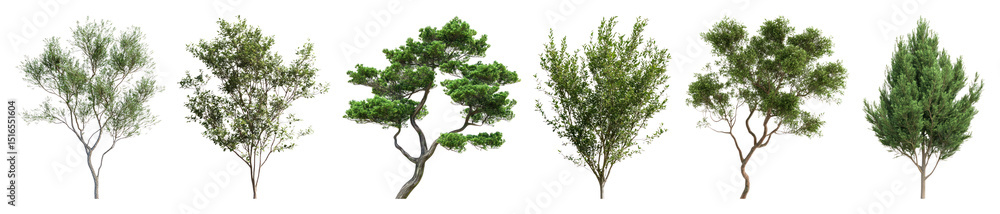 Obraz premium PNG Diverse trees in natural arrangement, element set on transparent background