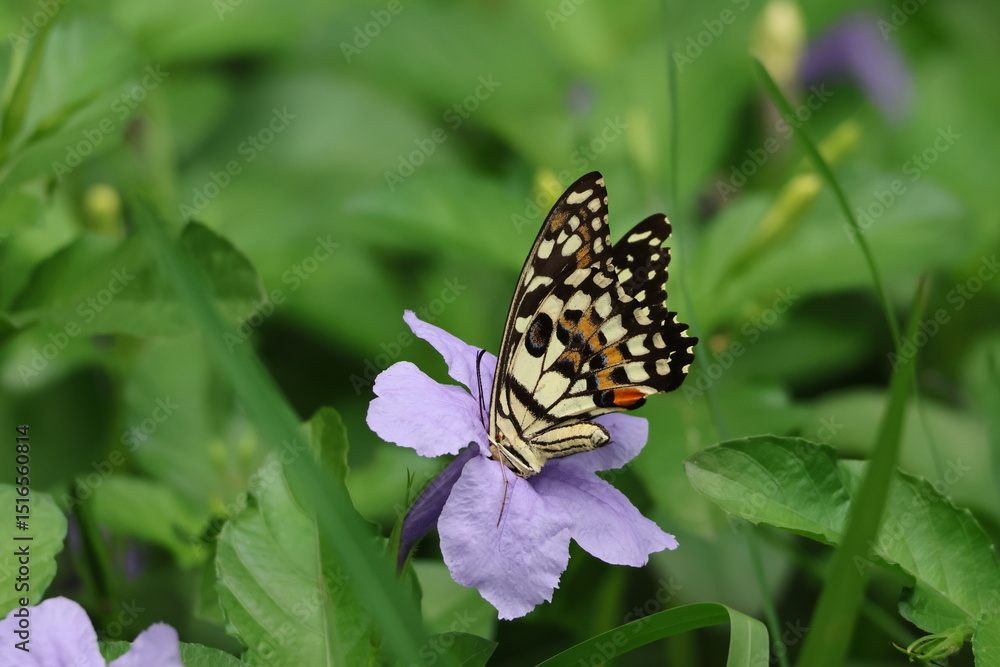 Naklejka premium A beautiful monarch butterfly with orange and black wings rests on a colorful summer flower in a garden in Luang Prabang, Laos