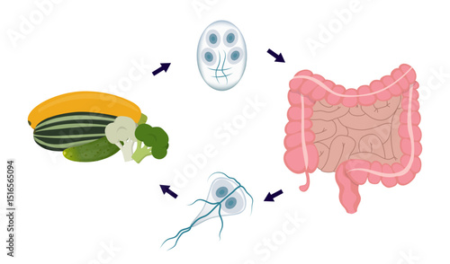 Giardia lifecycle showing contamination through ingestion of raw vegetables