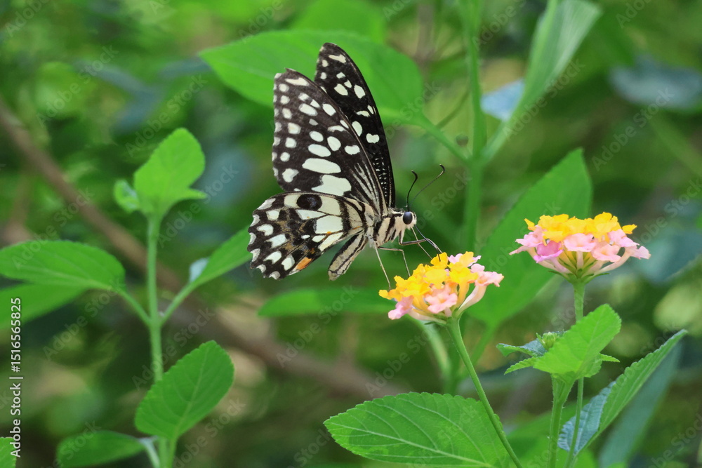 Naklejka premium A beautiful monarch butterfly with orange and black wings rests on a colorful summer flower in a garden in Luang Prabang, Laos