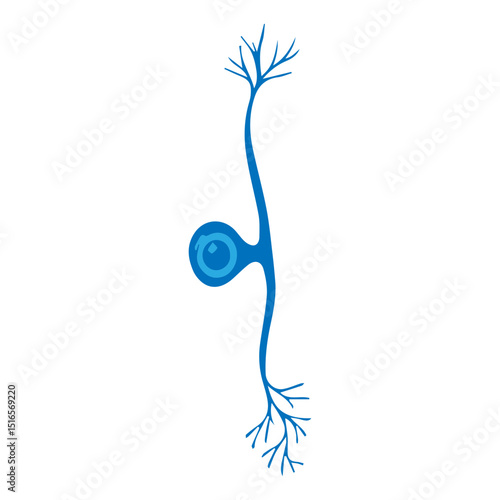 pseudo-unipolar neuron