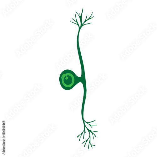 pseudo-unipolar neuron