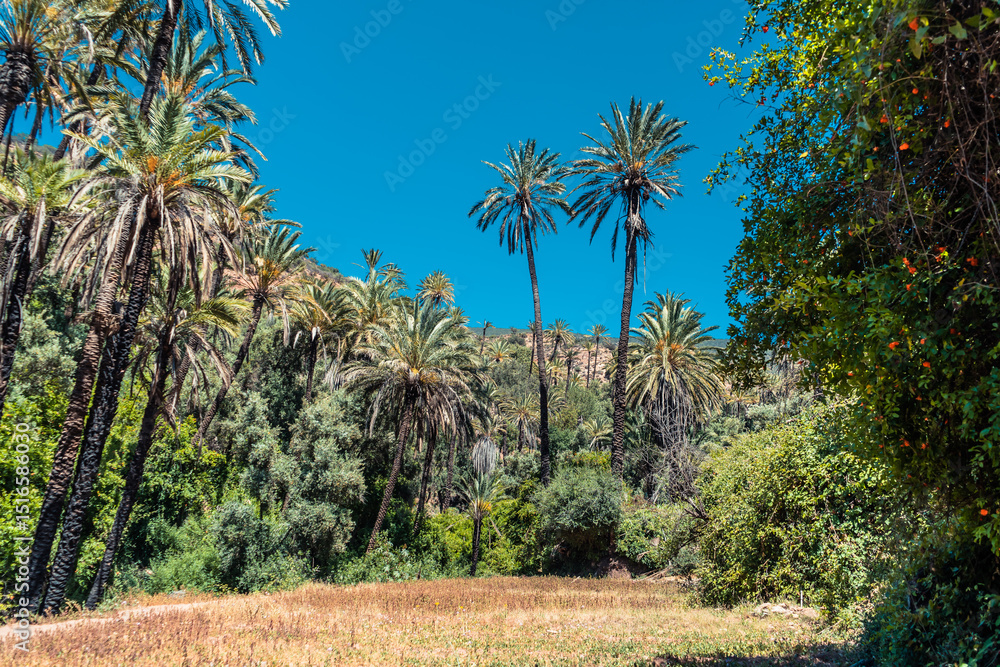 Naklejka premium Tropical Vegetation and Palm Trees in Aqsseri Agadir, Moroccan Highlands 