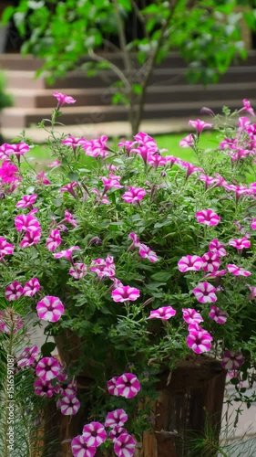 Wallpaper Mural Watering Pink and Purple Petunias in a Sunny Garden. Gardener Watering Vibrant Petunias on a Summer Day. Bright Petunias Blooming in the Garden Vertical Video Torontodigital.ca
