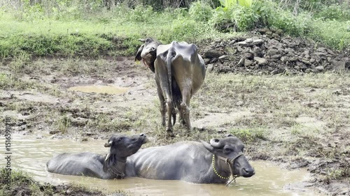 Buffaloes sitting in a puddle of mud