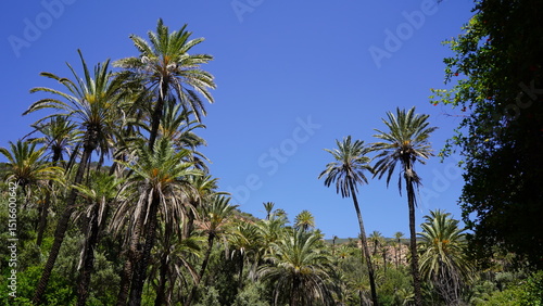 Wallpaper Mural Tropical Vegetation and Palm Trees in Aqsseri Agadir, Moroccan Highlands	 Torontodigital.ca