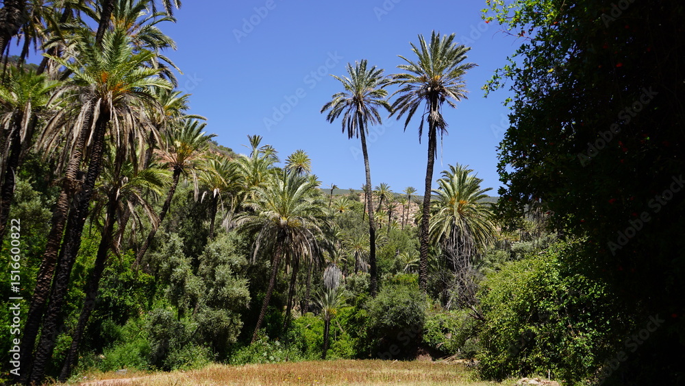 Fototapeta premium Tropical Vegetation and Palm Trees in Aqsseri Agadir, Moroccan Highlands 