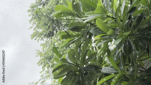 Rain is falling on lush green trees. Good video background for captions and short poems