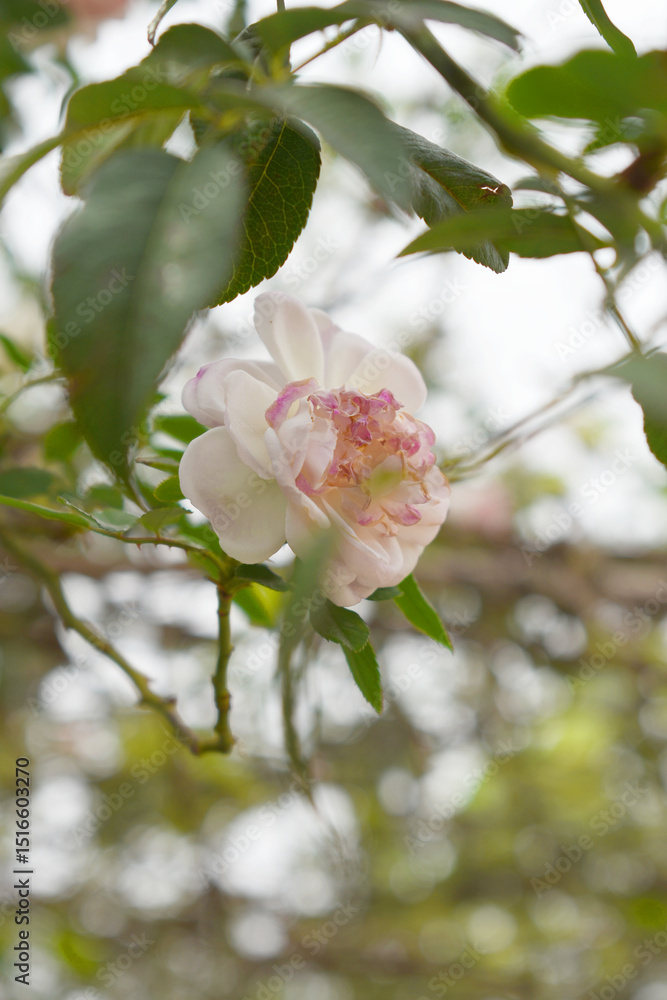 Obraz premium Rosa great maiden's blush white flower, Spring Flowering white Flower Heads on an Old English Rose (Rosa 'Great Maiden's Blush) with leaves, white double Alba rose Maiden's Blush flowers in a garden