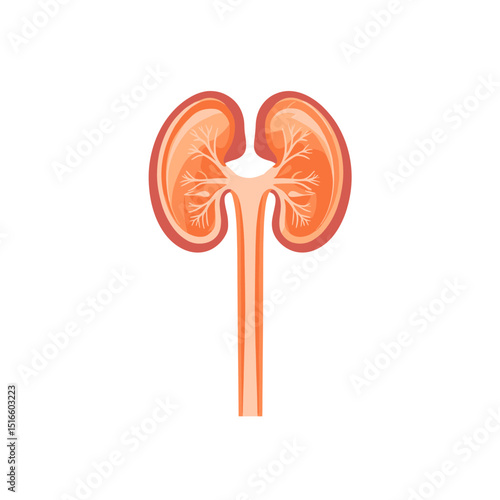 Detailed Anatomical Illustration of Kidney with Orange Hue on White Background
