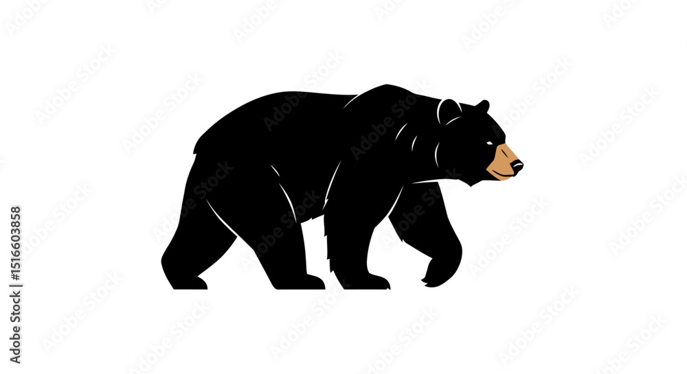 Fototapeta premium A black bear with a tan snout walks The background is white
