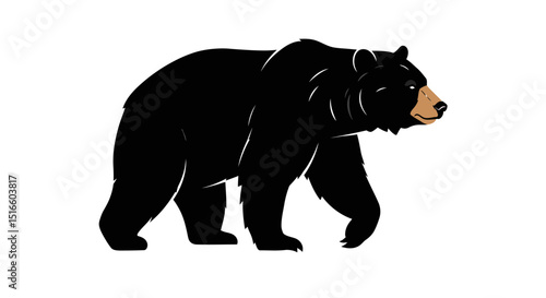 A black bear with a tan muzzle walking across a white background
