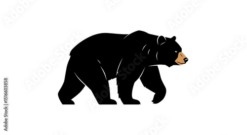 A black bear with a tan snout walks The background is white