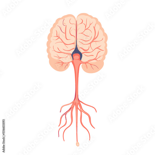 Detailed Illustration of Human Brain and Nervous System Anatomy on White Background for Medical Purposes and Scientific Study