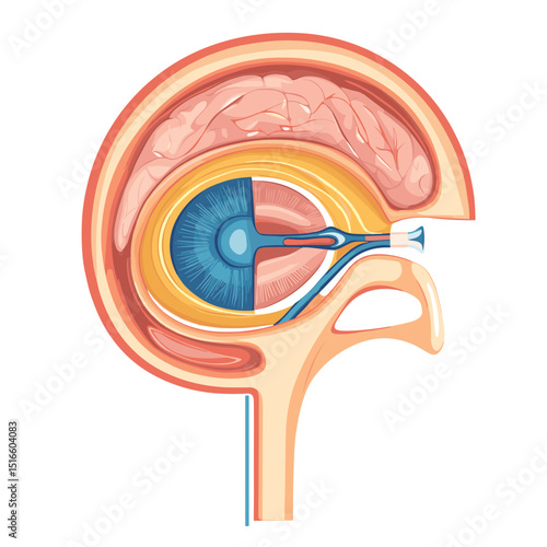 Detailed Illustration of the Human Eye Anatomy Featuring Retina Iris and Cornea in a Cutaway Graphic Style