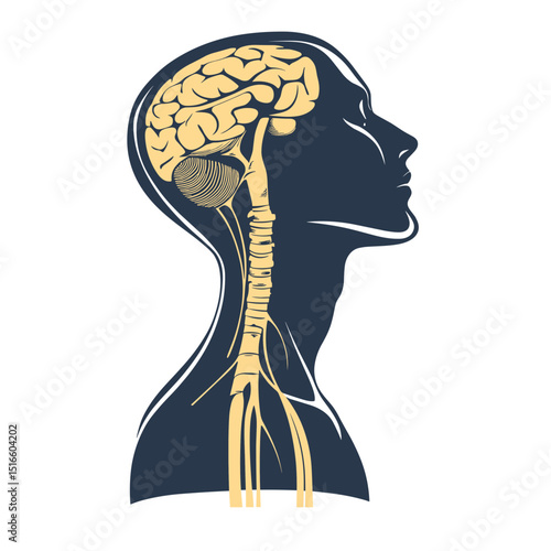 Detailed Medical Illustration of Human Brain Anatomy Featuring the Nervous System and Spinal Column in Goldenrod Against Deep Blue Profile on White