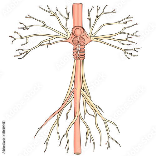 Detailed Neural Network of Human Spinal Cord Anatomy with Orange Neural Pathways on White Background Depicting Branching Nerve Root Organization