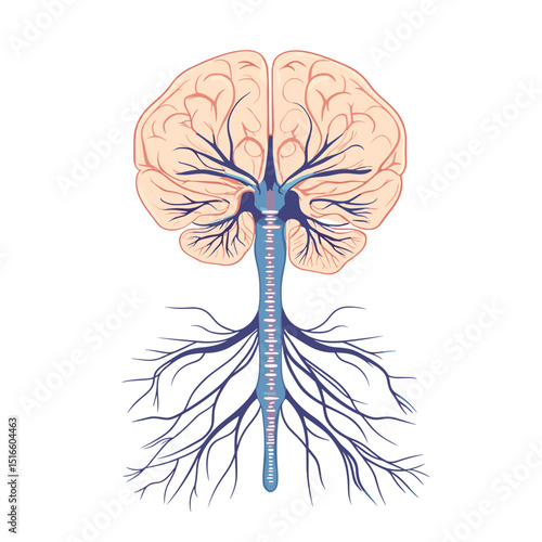 Detailed Neural Network Illustration of Human Brain and Spinal Cord Anatomy for Medical Education and Scientific Research in Blue and Red Color