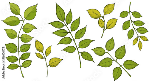 Illustration of branches with green  yellow leaves on a white backdrop