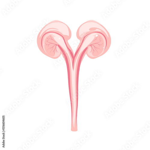 Detailed Pink Human Urinary System Anatomy Illustration Featuring Bladder Kidneys and Ureters Isolated on White Background Ideal For Medical Designs