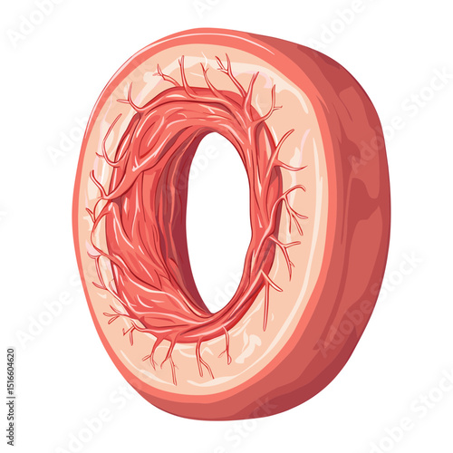 Detailed Pink Intestine Cross Section Illustration of Human Internal Organ in Isolated White Background for Medical Study
