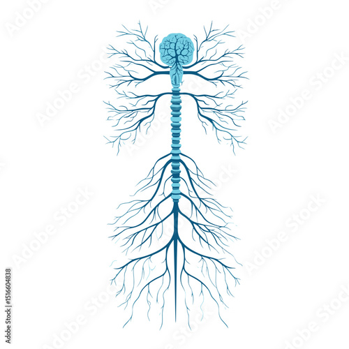 Detailed Teal Neural Network Diagram Illustrating Human Nervous System Anatomy with Brain Spinal Cord and Intricate Nerve Connections on a Clean White Background