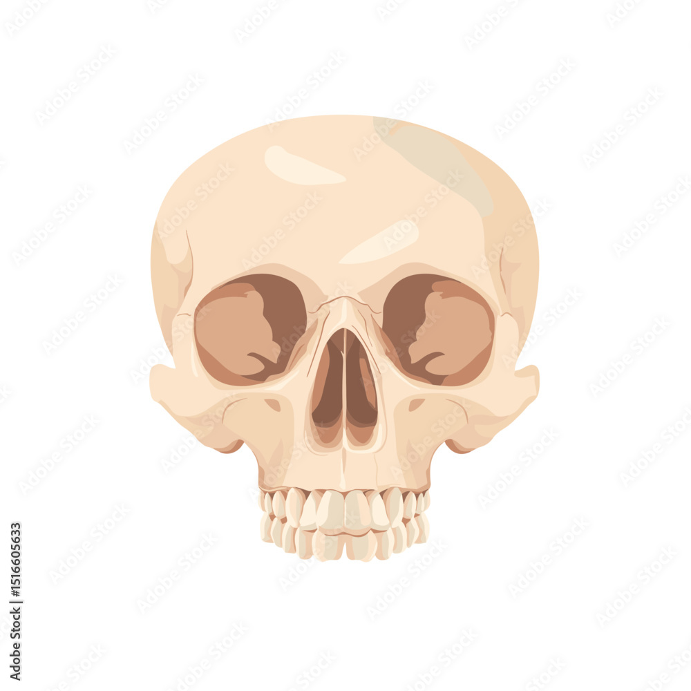 Fototapeta premium Front View Beige Skull Illustration on White Background Detailed Bony Structure
