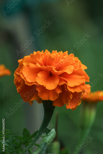 orange marigold