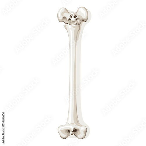 Human Femur Bone Detailed Anatomical Illustration Isolated on White Represents Skeletal Structure Medical Science and Biology of the Leg Bone