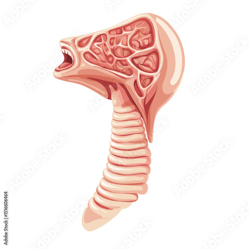Human Throat Anatomy Medical Illustration Displaying Larynx Trachea and Vocal Cords in a Detailed Cross Section Structure in a Graphic Style