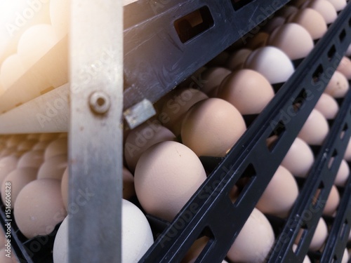 Fotografie The hatching eggs on the rack eggs trolly before  incubation process in hatchery industry