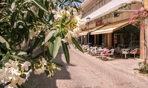 Fototapeta Naklejka Na Ścianę i Meble -  White oleander flowers and leaves closeup, Cobblestone pedestrian street and cafes. Chania old town, Greece. Crete