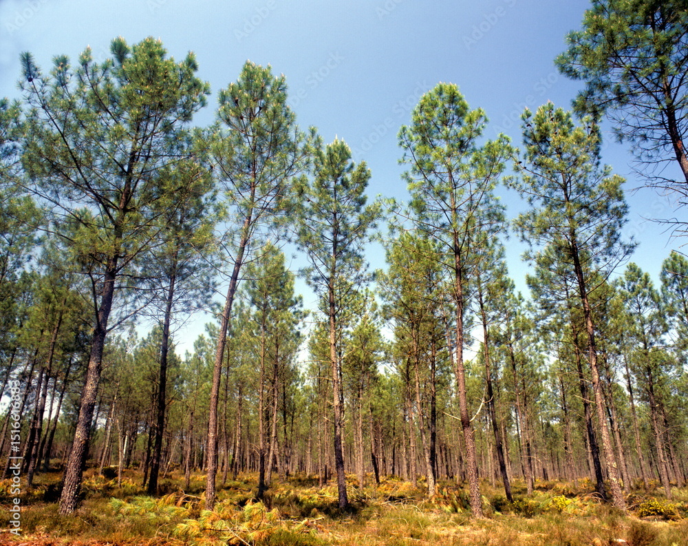 Obraz premium Forêt landaise
