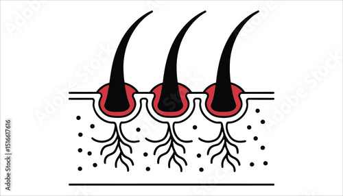 Hair Follicle and Root Structure in Skin. Medical Anatomy Vector Illustration.

