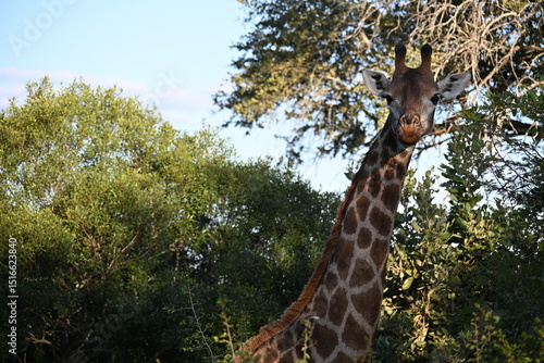 Canvas Print giraffe in the wild