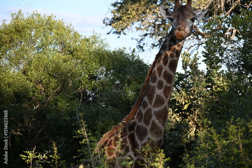 Photography giraffe in the wild