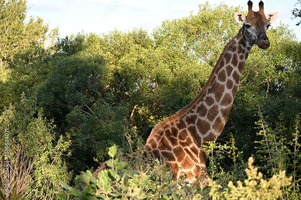 Obraz premium giraffe in kruger national park 