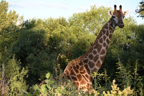 Photography giraffe in kruger national park