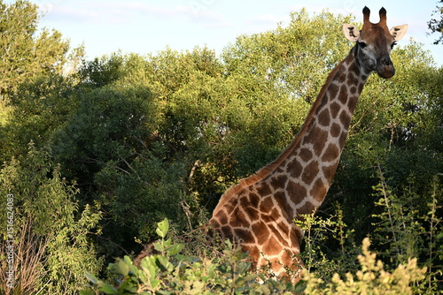 Sticker giraffe in kruger national park