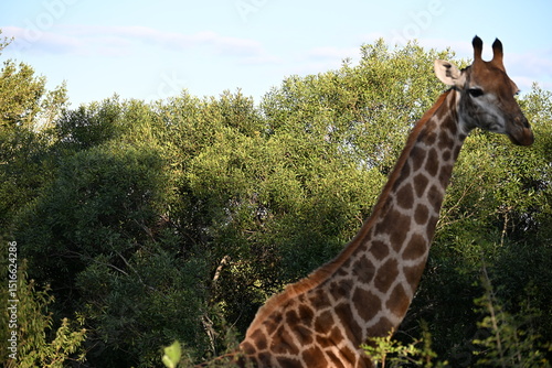 Photography giraffe in kruger national park