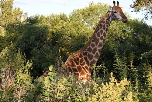 Photography giraffe in the wild