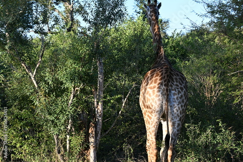 Photography giraffe in the savannah