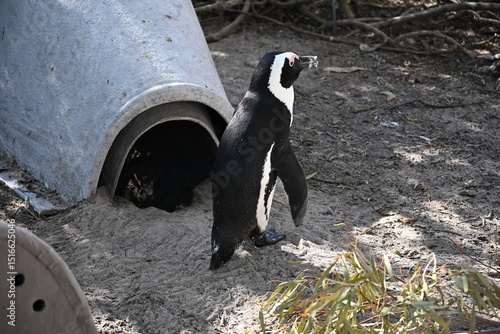 penguin on the rocks