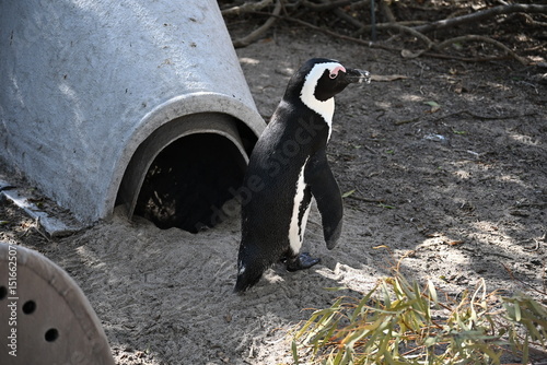 penguin on the rocks