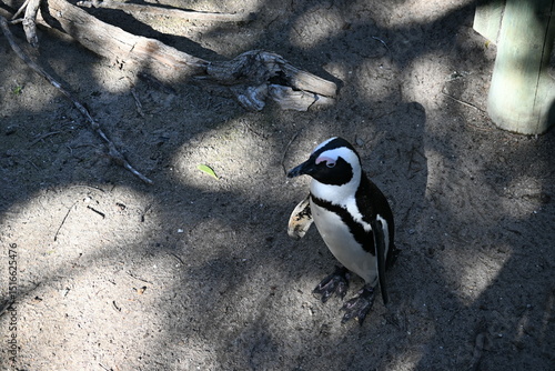 penguin on the rocks