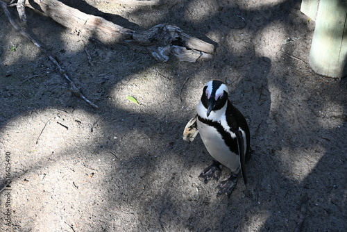 penguin on the rocks