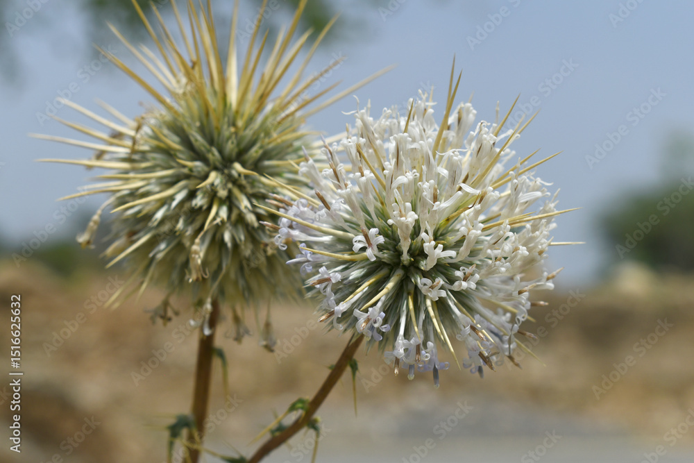 Fototapeta premium Echinops sphaerocephalus, Echinops sphaerocephalus known as Great Globe Thistle or Pale Globe Thistle, A summer plant in the wild in a meadow, Wild flower with thorns and spines bloomed