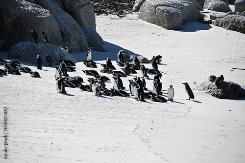 penguin on the rocks